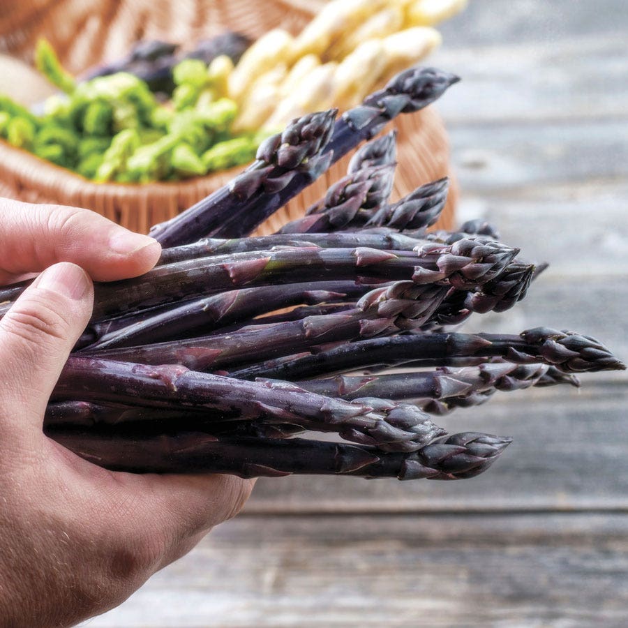 Asparagus Purple Passion