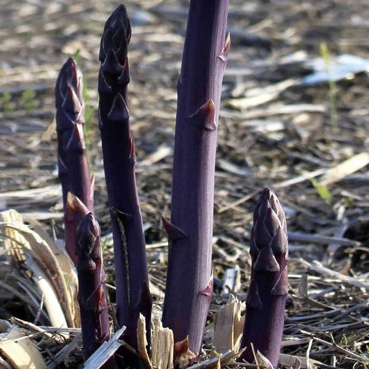 Asparagus Purple Passion