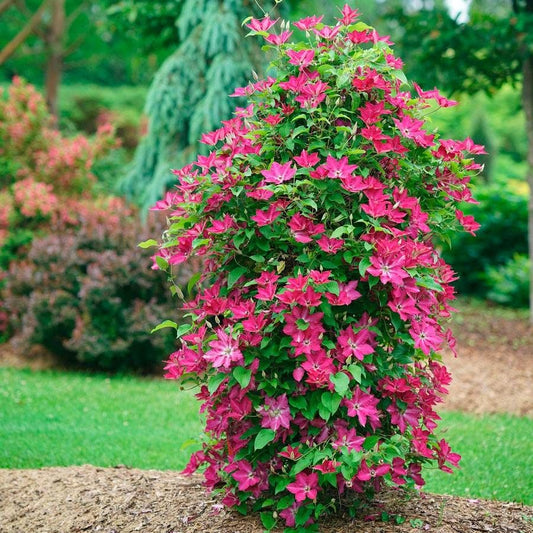 Clematis 'Viva Polonia'