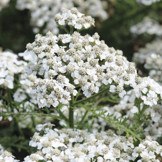 Achillea New Vintage White™