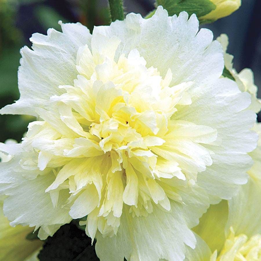 Alcea Spring Celebrities™ 'Lemon'