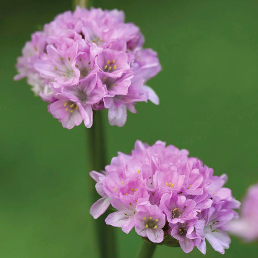 Armeria Dreameria® 'Sweet Dreams'