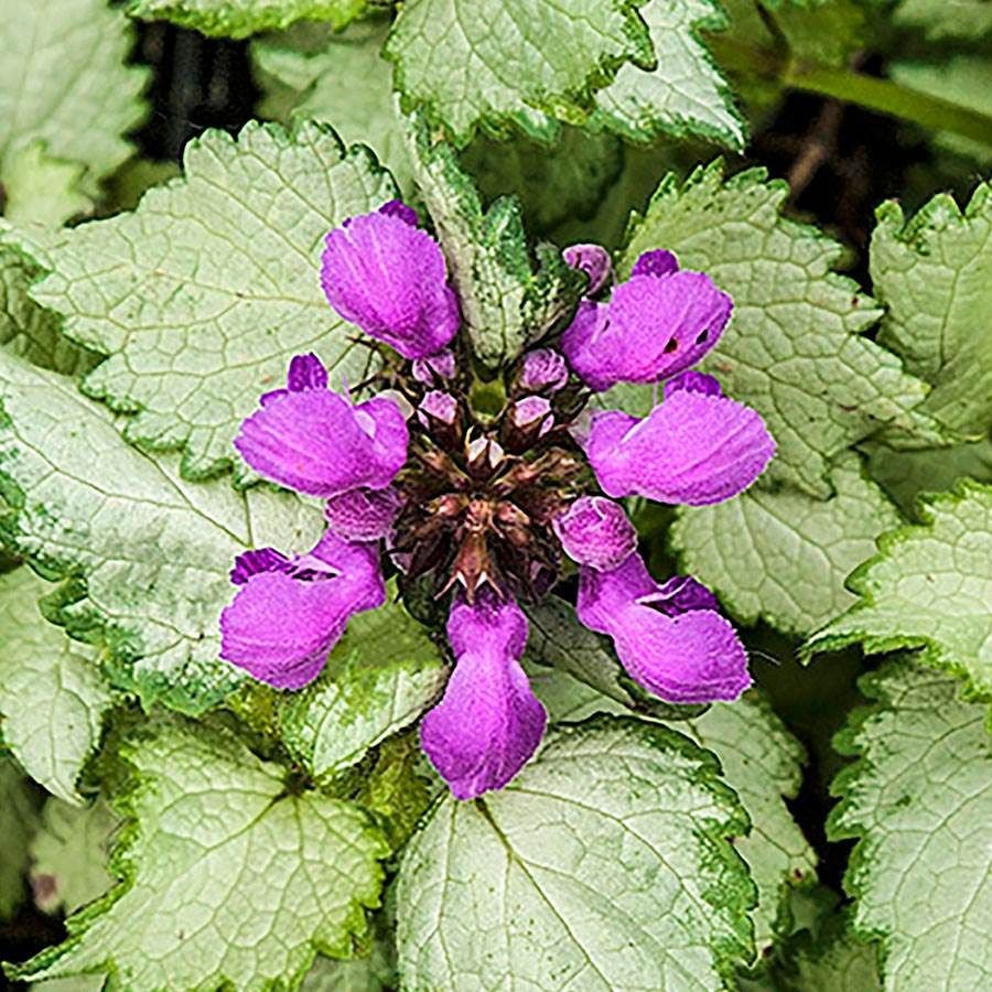 Lamium 'Ghost'