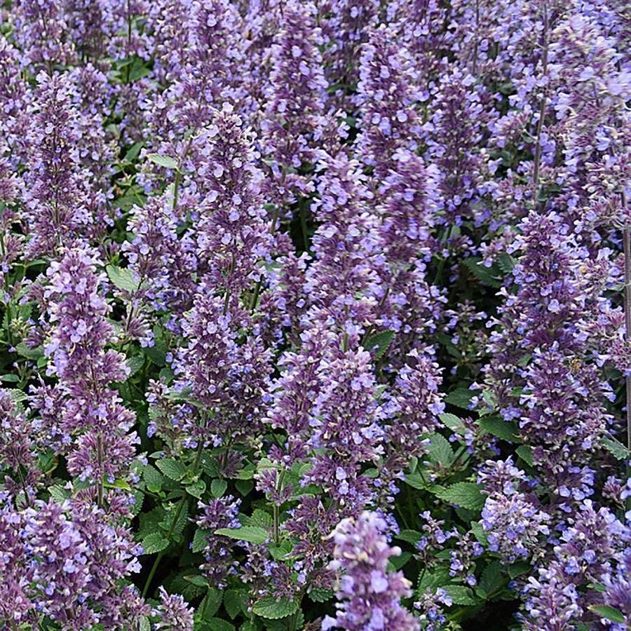 Nepeta Whispurr™ Blue