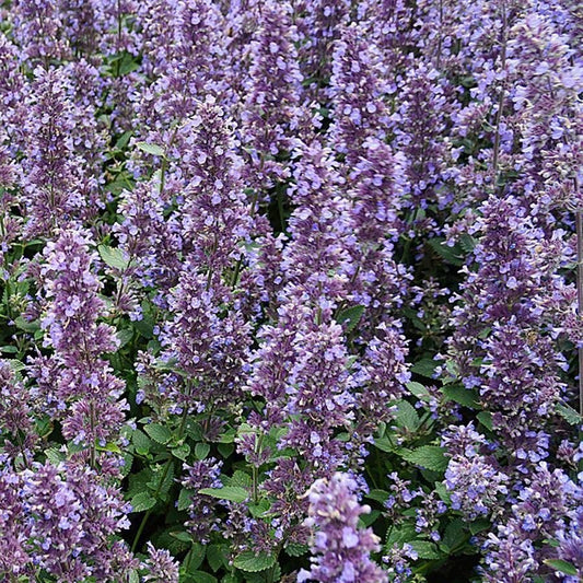 Nepeta Whispurr™ Blue