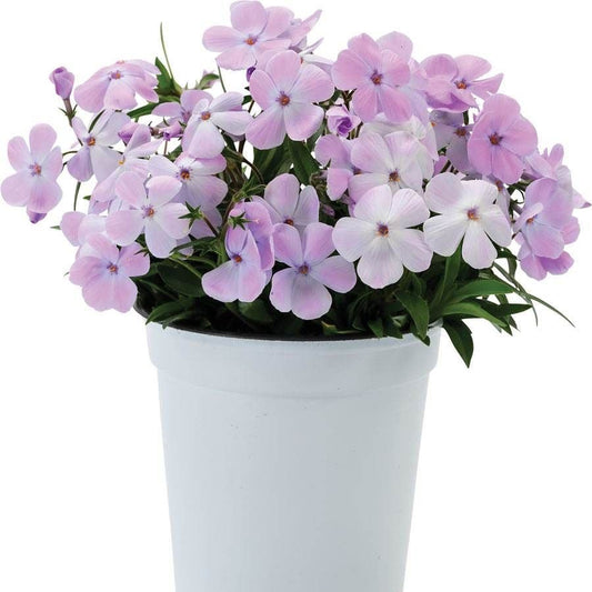 'Woodlander Lilac' Woodland Phlox