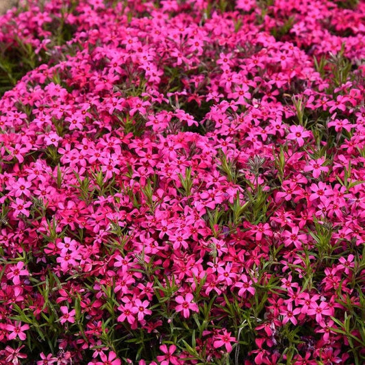 Phlox 'Red Wing'