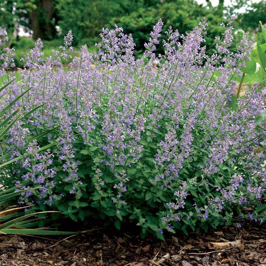 Nepeta Junior Walker™
