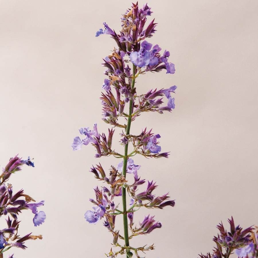 Nepeta Junior Walker™