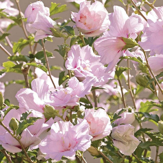 Hibiscus 'Blushing Bride' Rose of Sharon