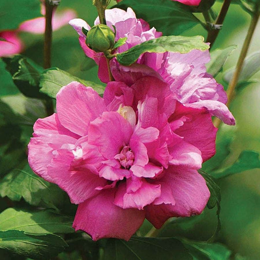 Hibiscus 'Collie Mullens' Rose of Sharon