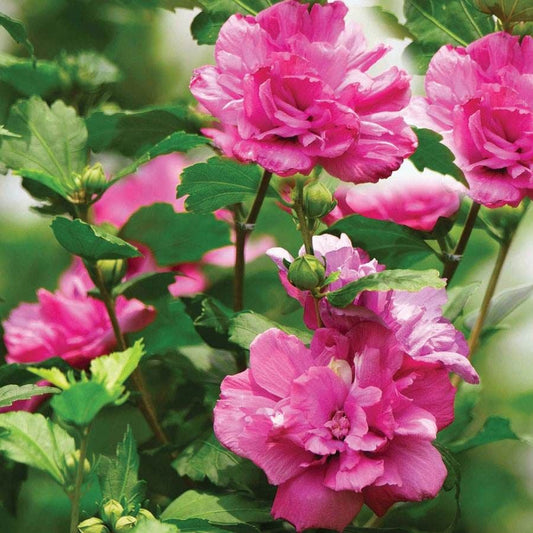 Hibiscus 'Collie Mullens' Rose of Sharon