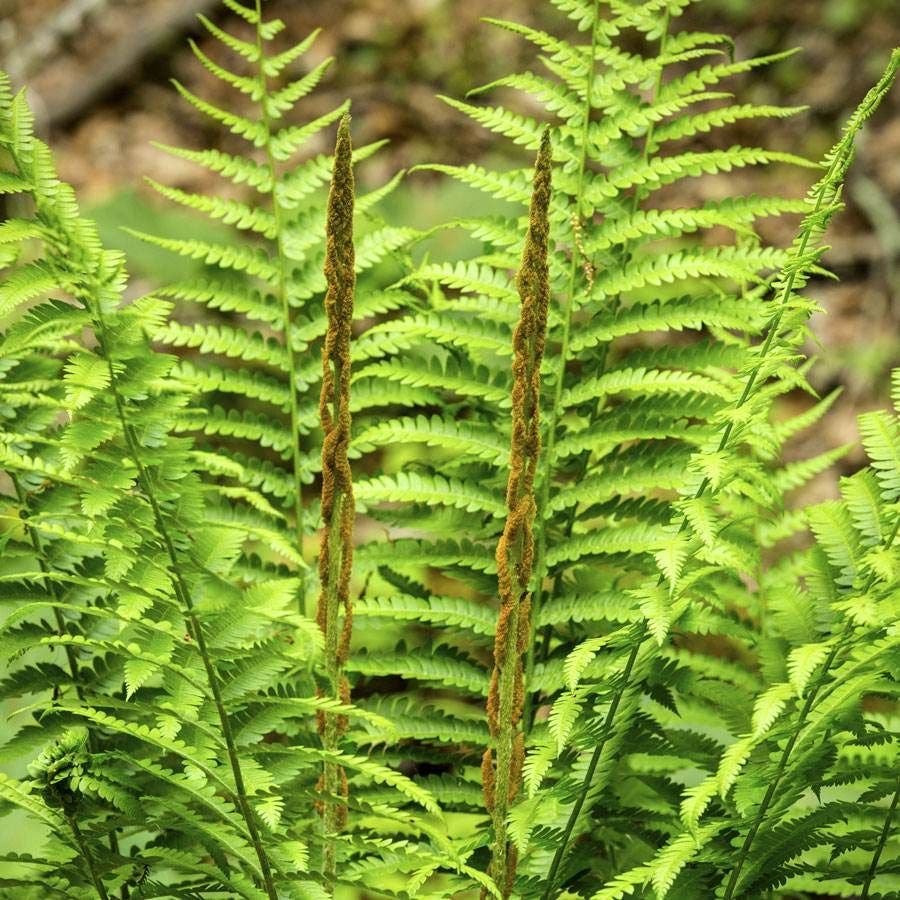 Osmunda Cinnamon Fern