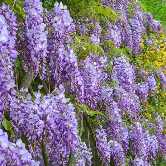 Wisteria sinensis