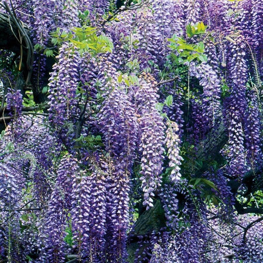 Wisteria sinensis