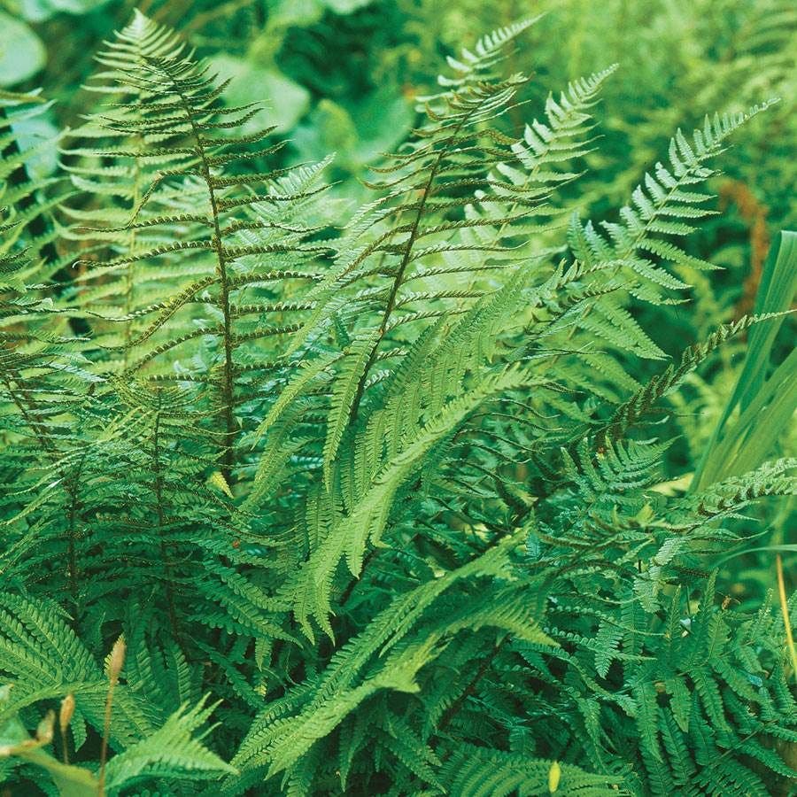 Polystichum acrostichoides