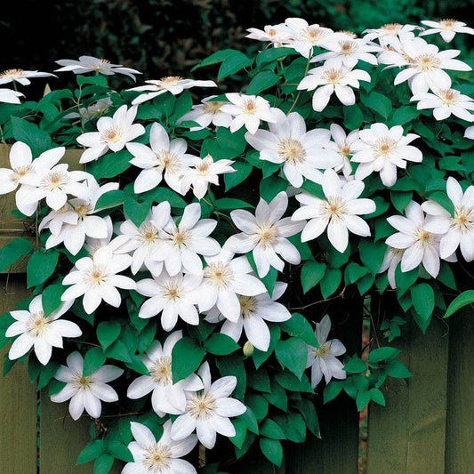 Clematis 'Henryi'
