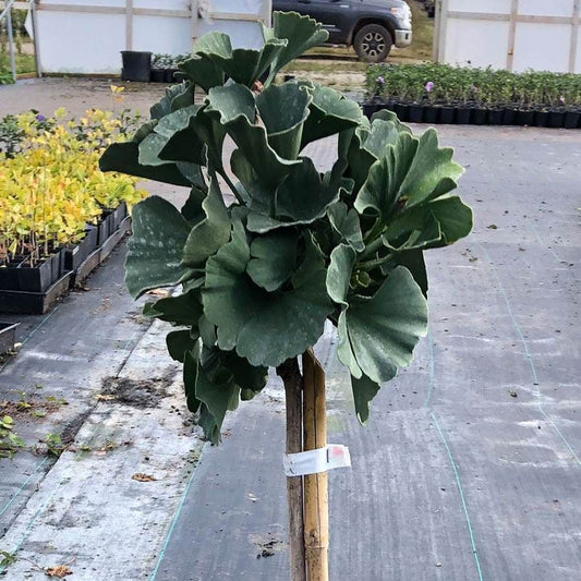 Ginkgo 'Troll' Topiary