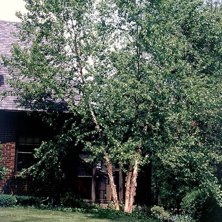 Betula 'Heritage'
