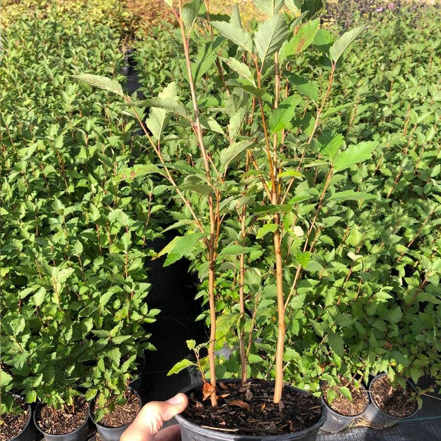 Betula 'Heritage'