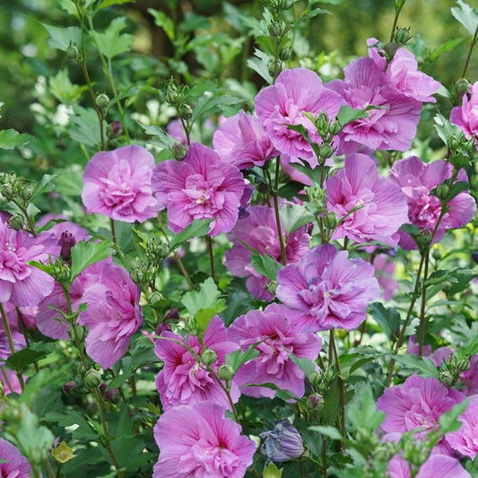 Hibiscus Dark Lavender Chiffon® Rose of Sharon