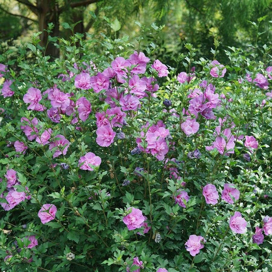 Hibiscus Dark Lavender Chiffon® Rose of Sharon