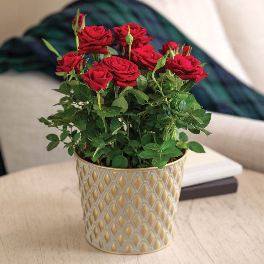 potted red rose plant Red Rose Gift Plant