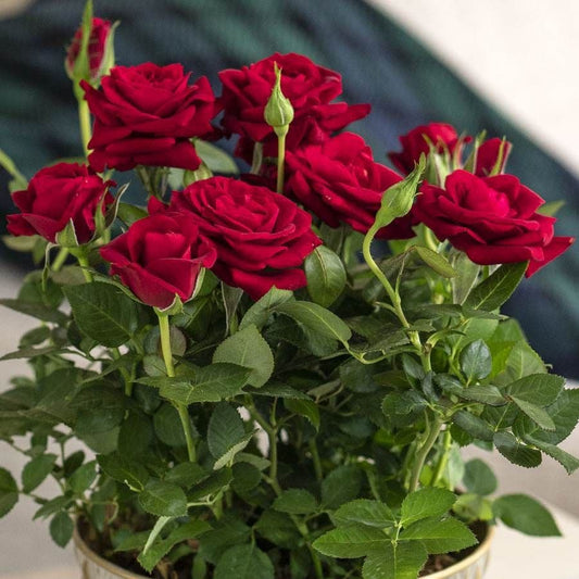 Red Rose Gift Plant