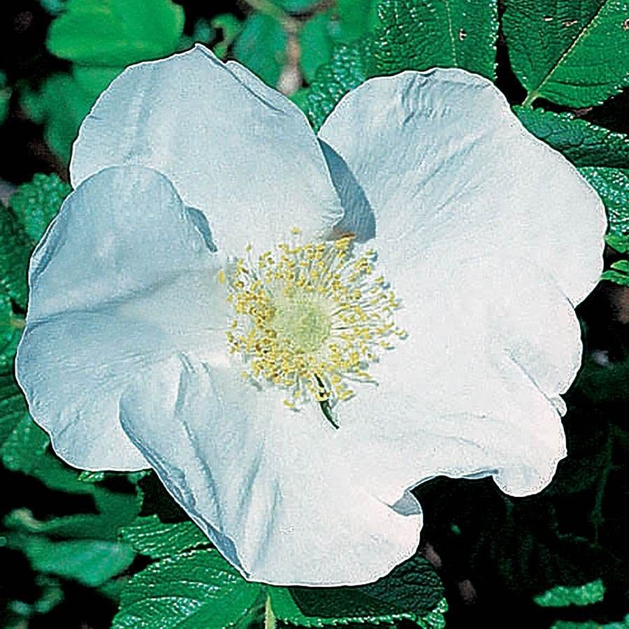 Rosa Rosa Rugosa