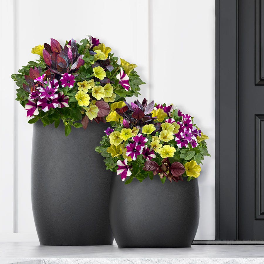 Blooming Block Blueberry Scramble Mix