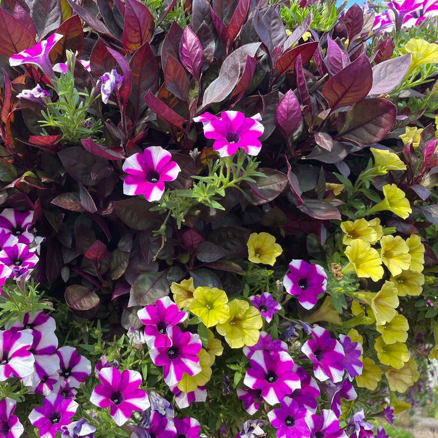 Blooming Block Blueberry Scramble Mix