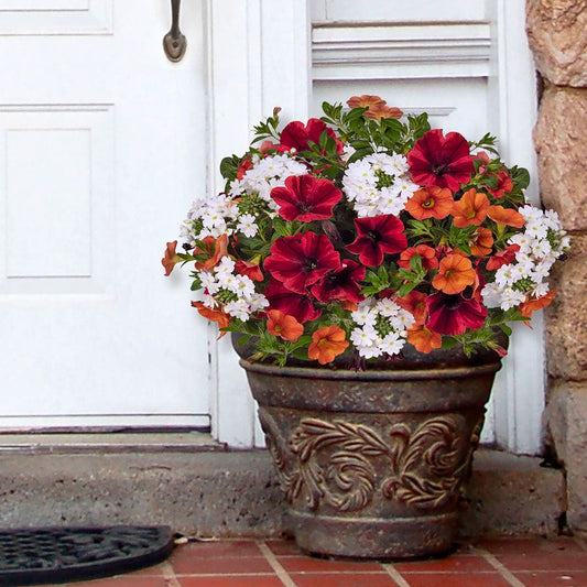 Blooming Block Confetti Garden® FireFlash Mix