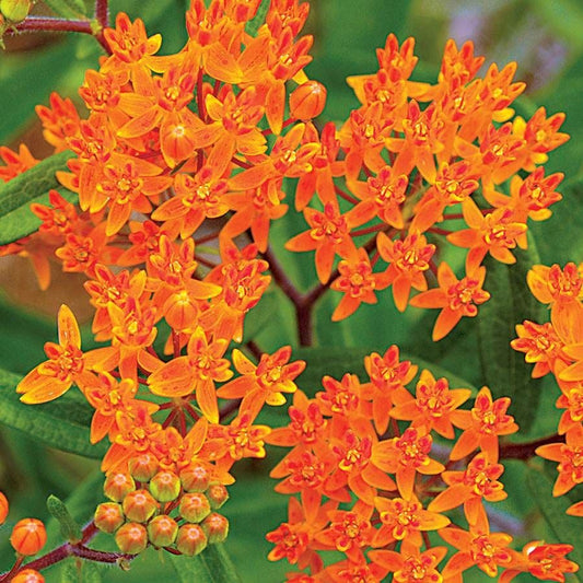 Pollinator Party Plant Collection