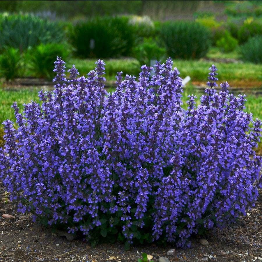 Pollinator Party Plant Collection