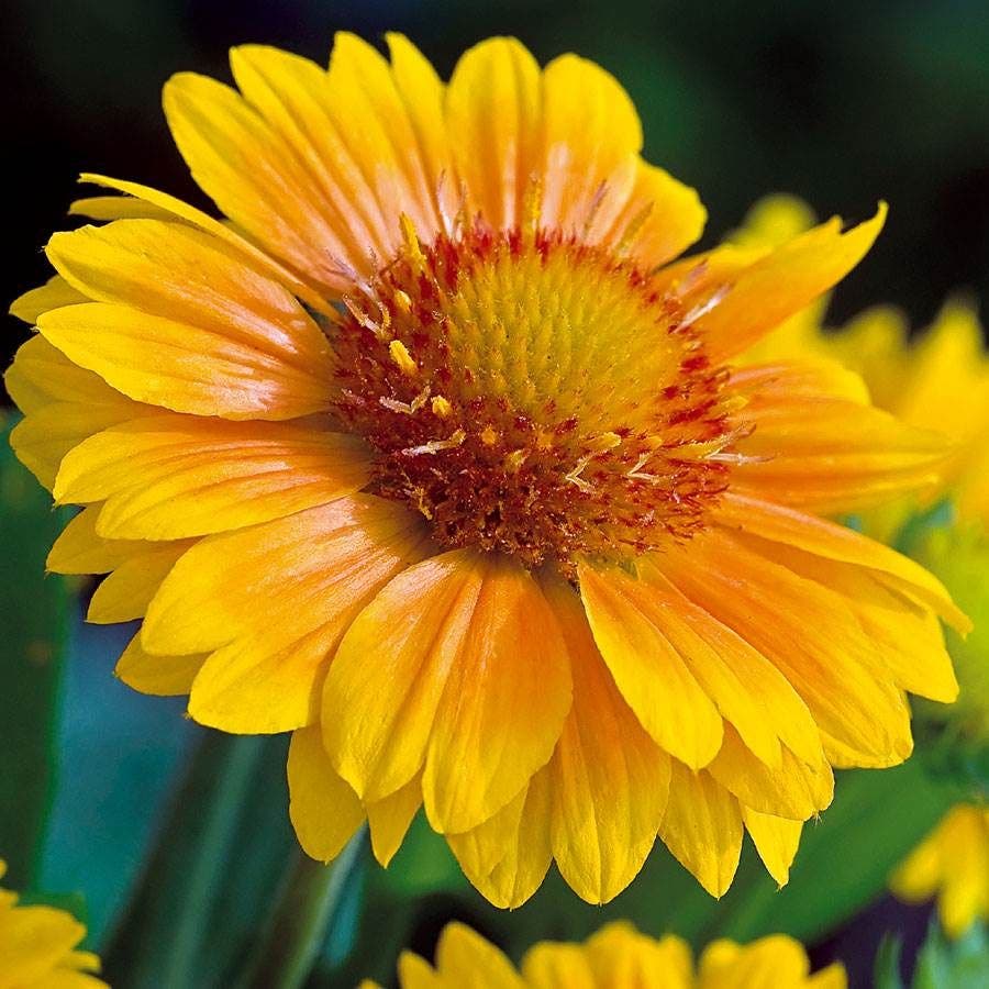 Pollinator Party Plant Collection