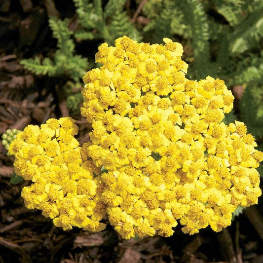 Butterfly Banquet Plant Collection