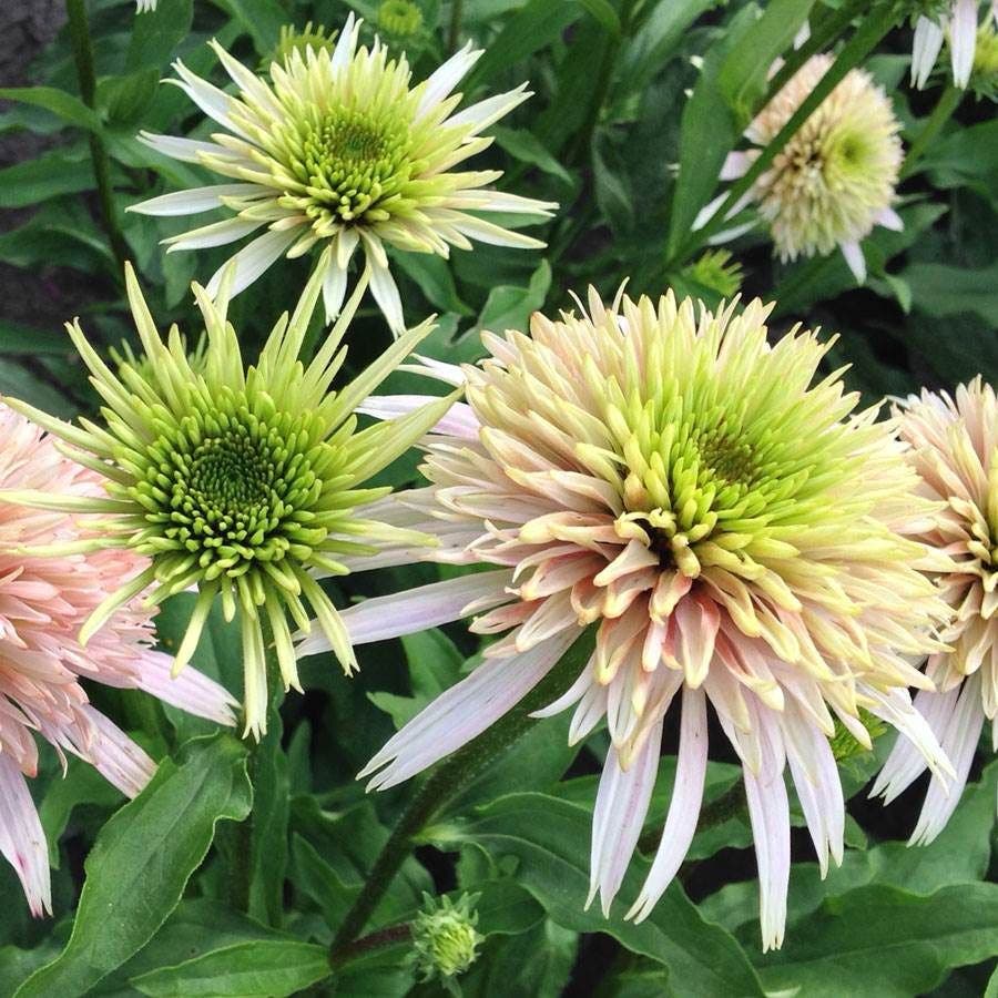 Butterfly Banquet Plant Collection