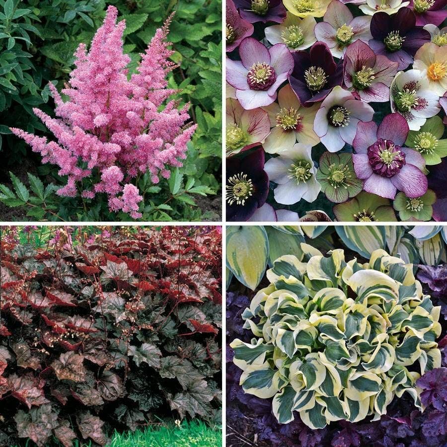 Made in the Shade Plant Collection