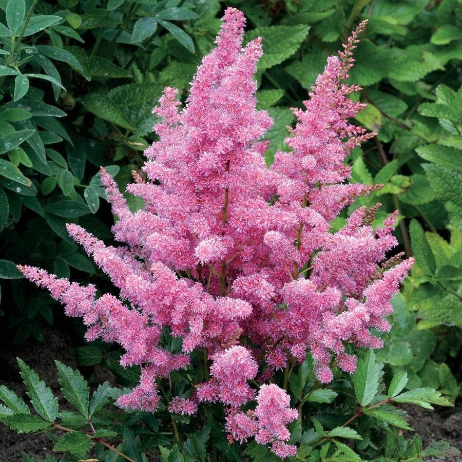 Made in the Shade Plant Collection