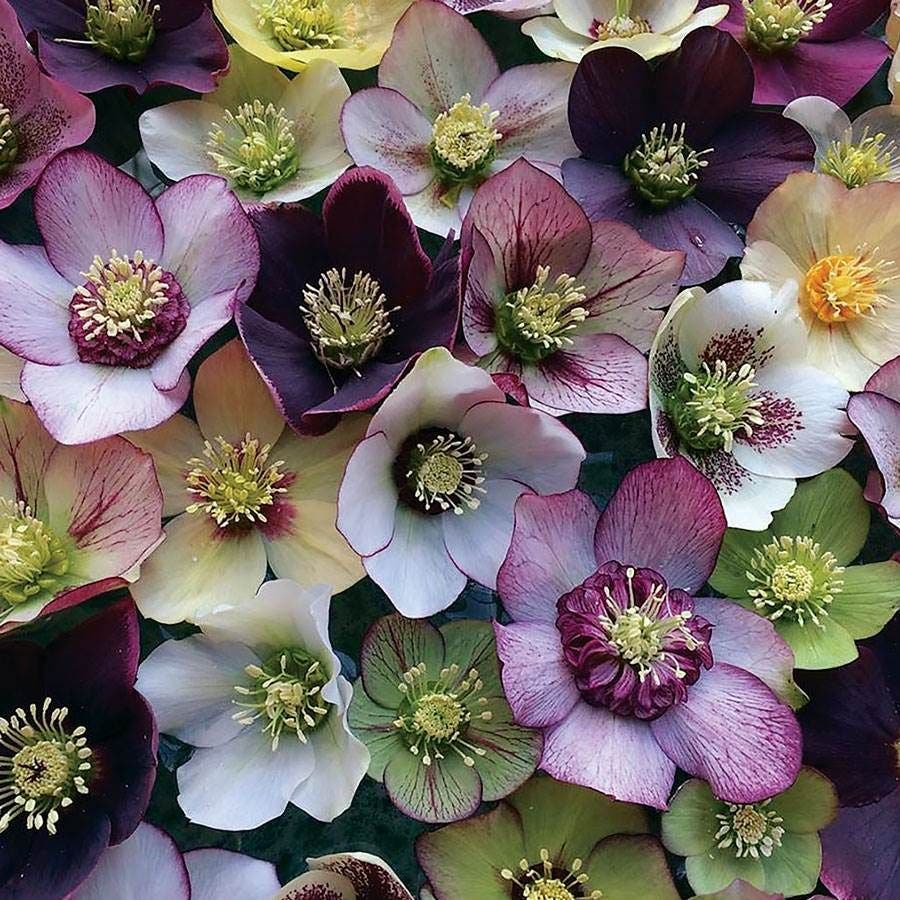 Made in the Shade Plant Collection