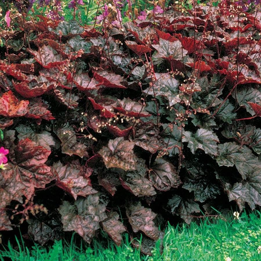 Made in the Shade Plant Collection