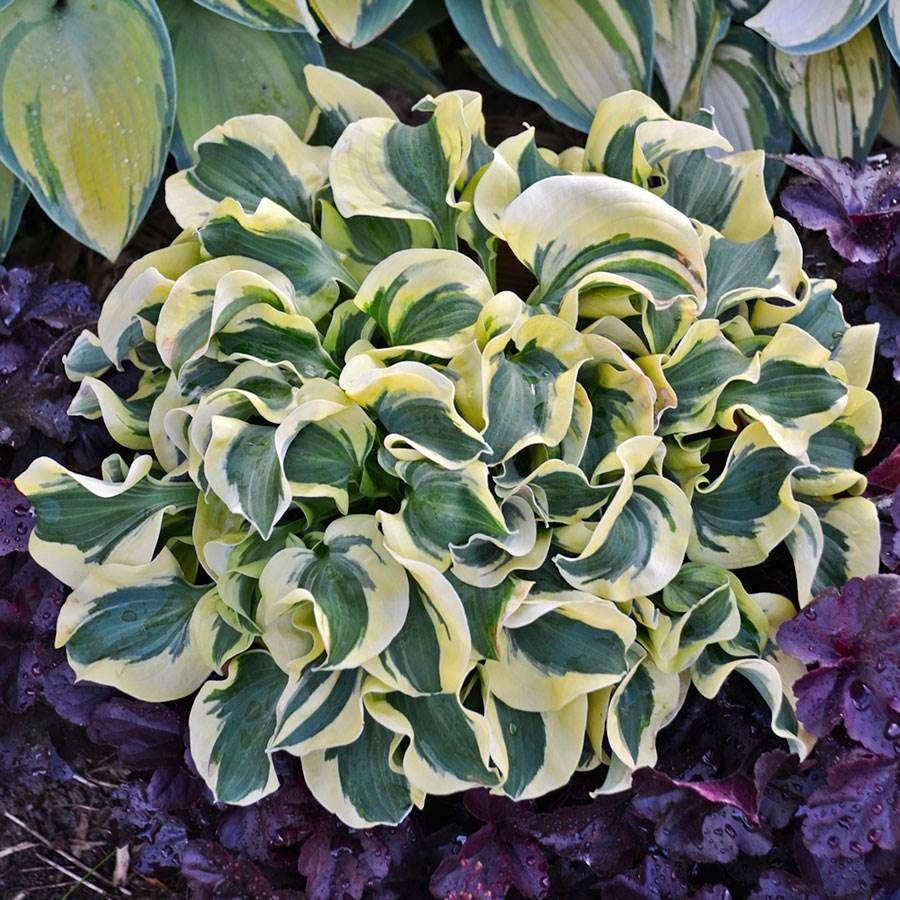 Made in the Shade Plant Collection
