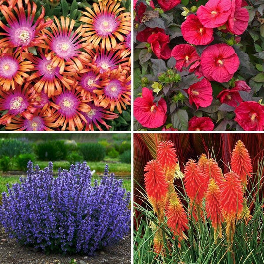 Heat Tolerant Plant Collection