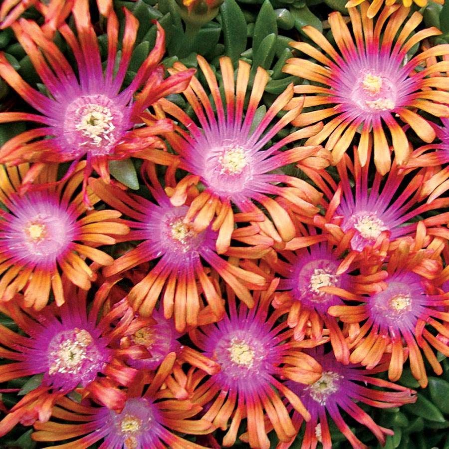 Heat Tolerant Plant Collection