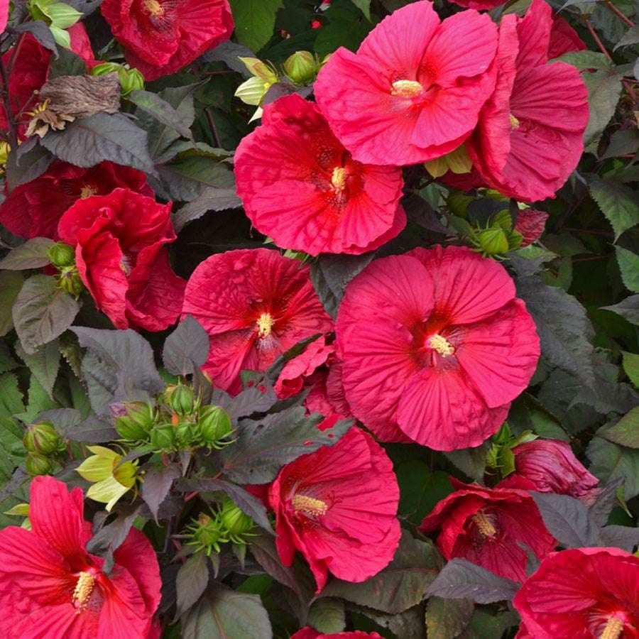 Heat Tolerant Plant Collection