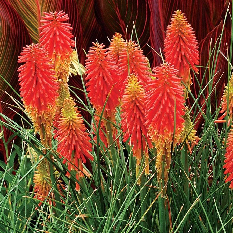 Heat Tolerant Plant Collection
