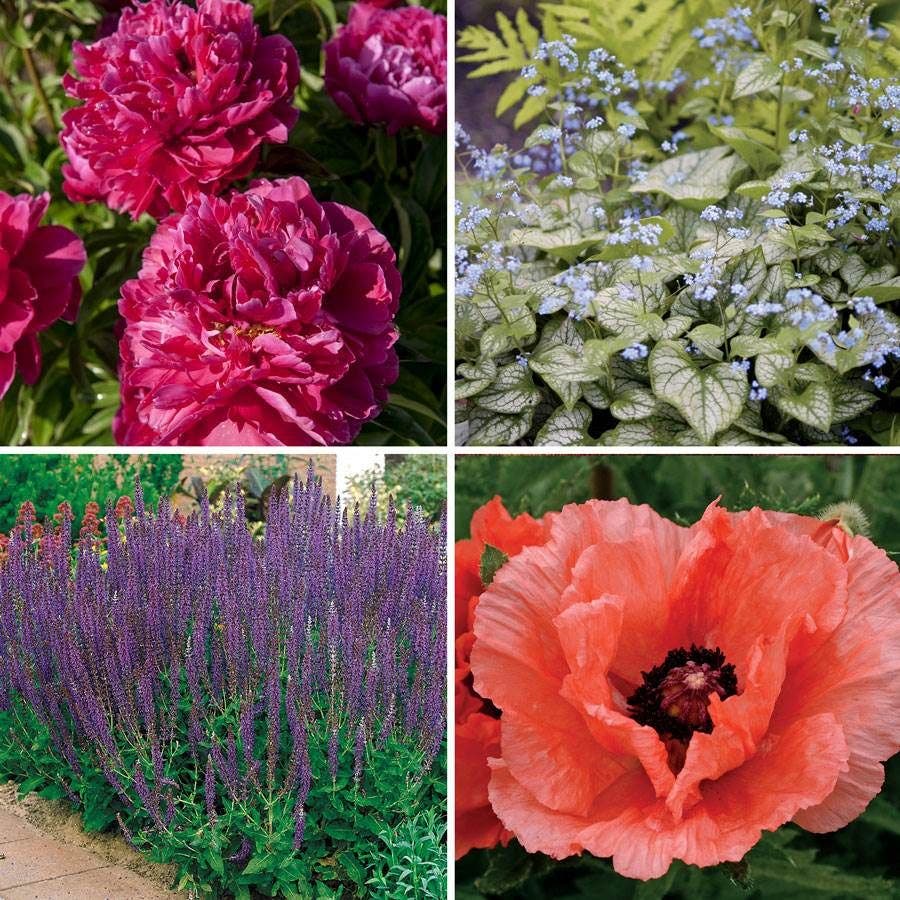 Deer Resistant Plant Collection