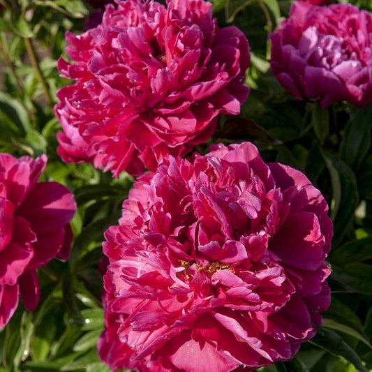 Deer Resistant Plant Collection