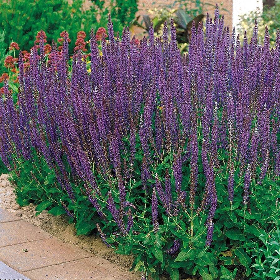 Deer Resistant Plant Collection