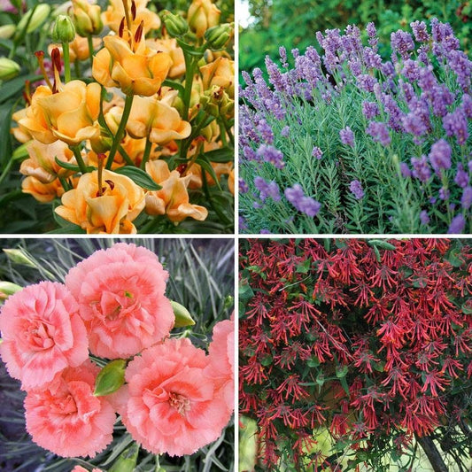 Fragrant Florals Plant Collection